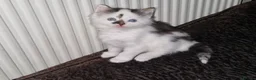 Mixed Breed cats for sale: Playful Cute fluffy kitten ready to leave - Advert 6