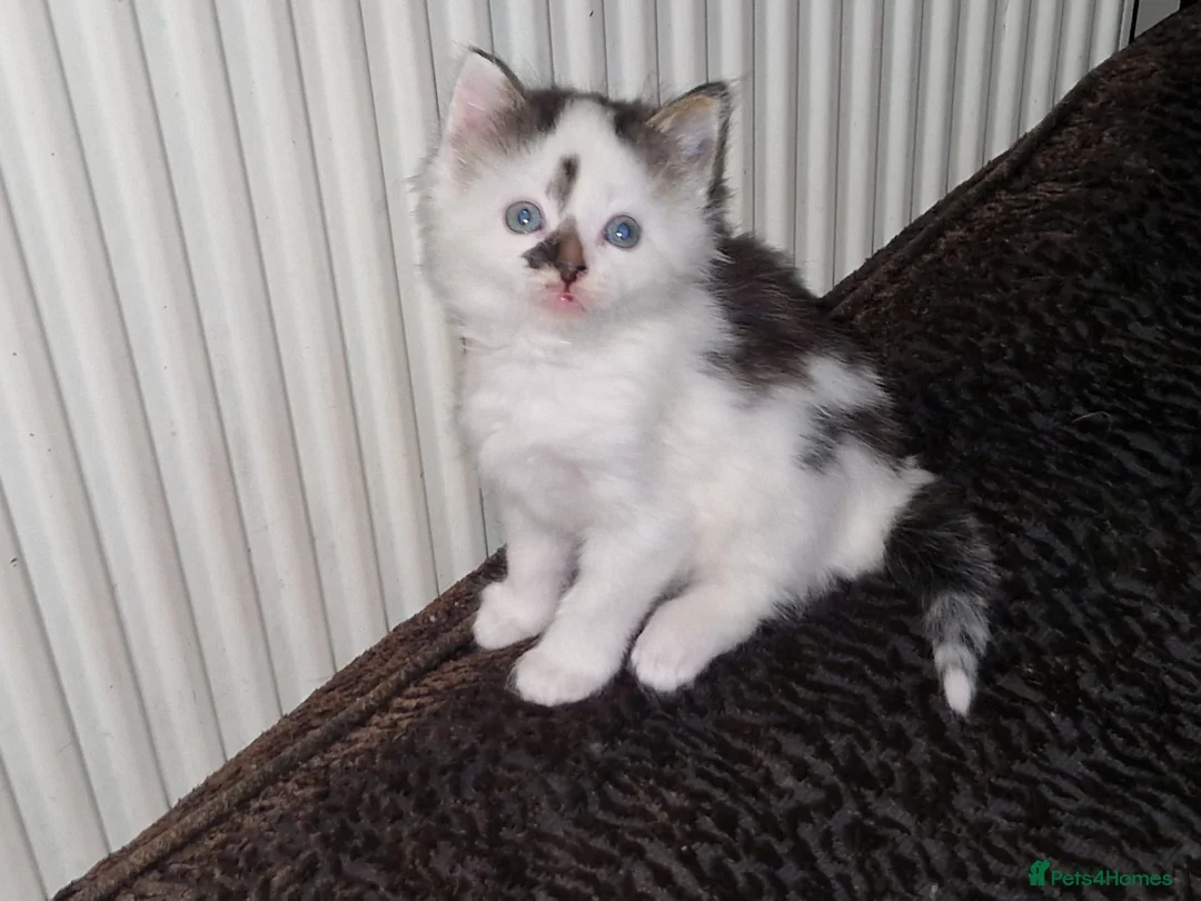 Mixed Breed cats for sale: Playful Cute fluffy kitten ready to leave - Advert 6