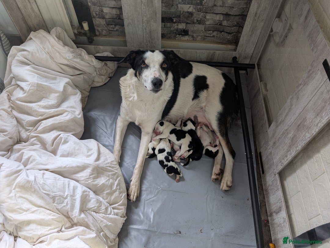 Border Collie dogs for sale: Border collie puppies  - Image 1