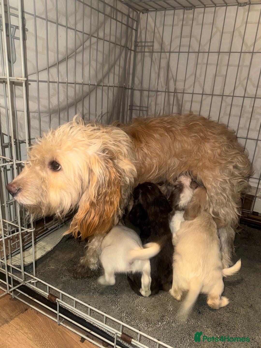 Cockapoo dogs for sale: Cockapoo puppies  - Advert 6