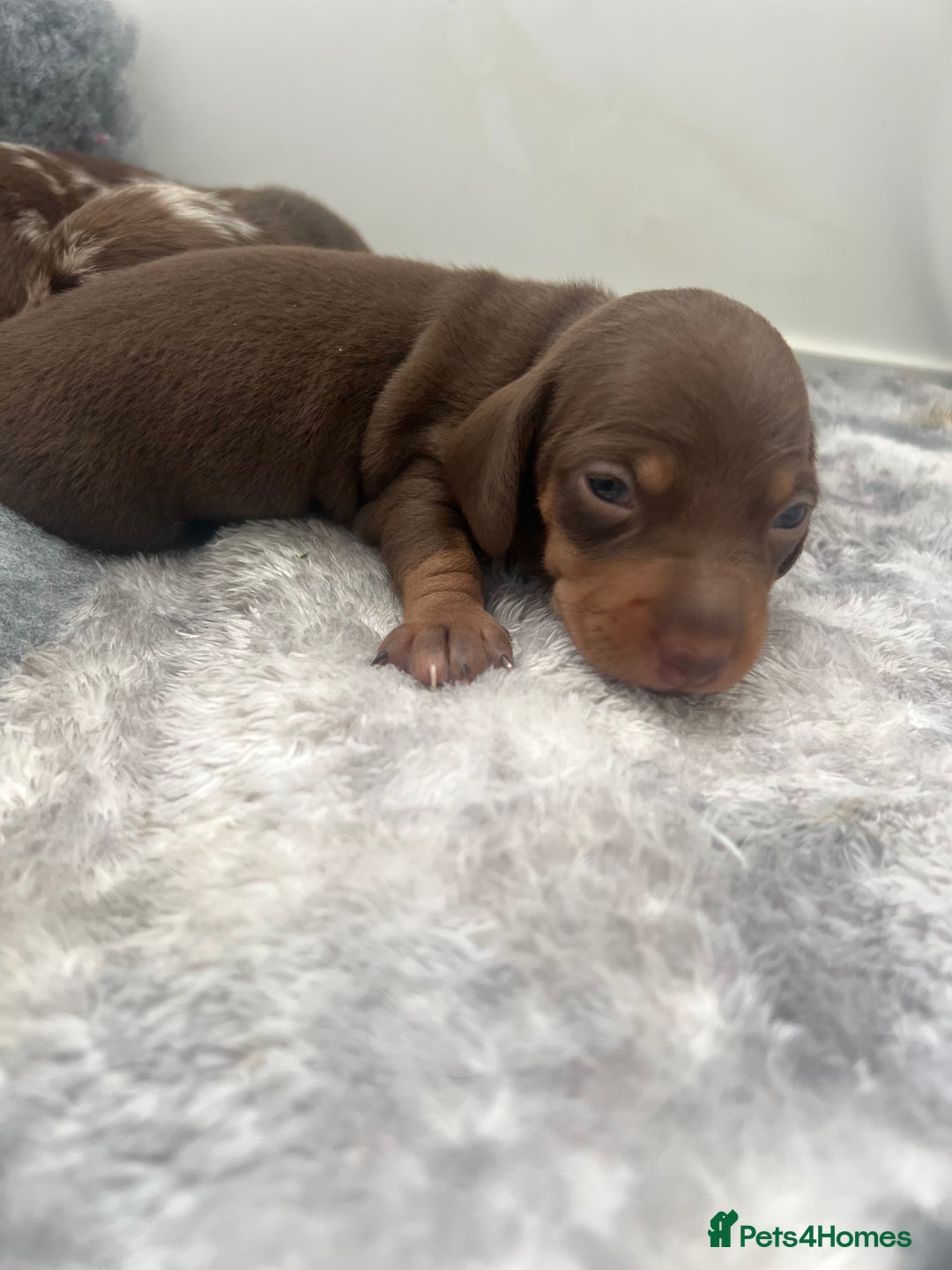 Dachshund dogs for sale: Beautiful daschund’s for sale  - Advert 16
