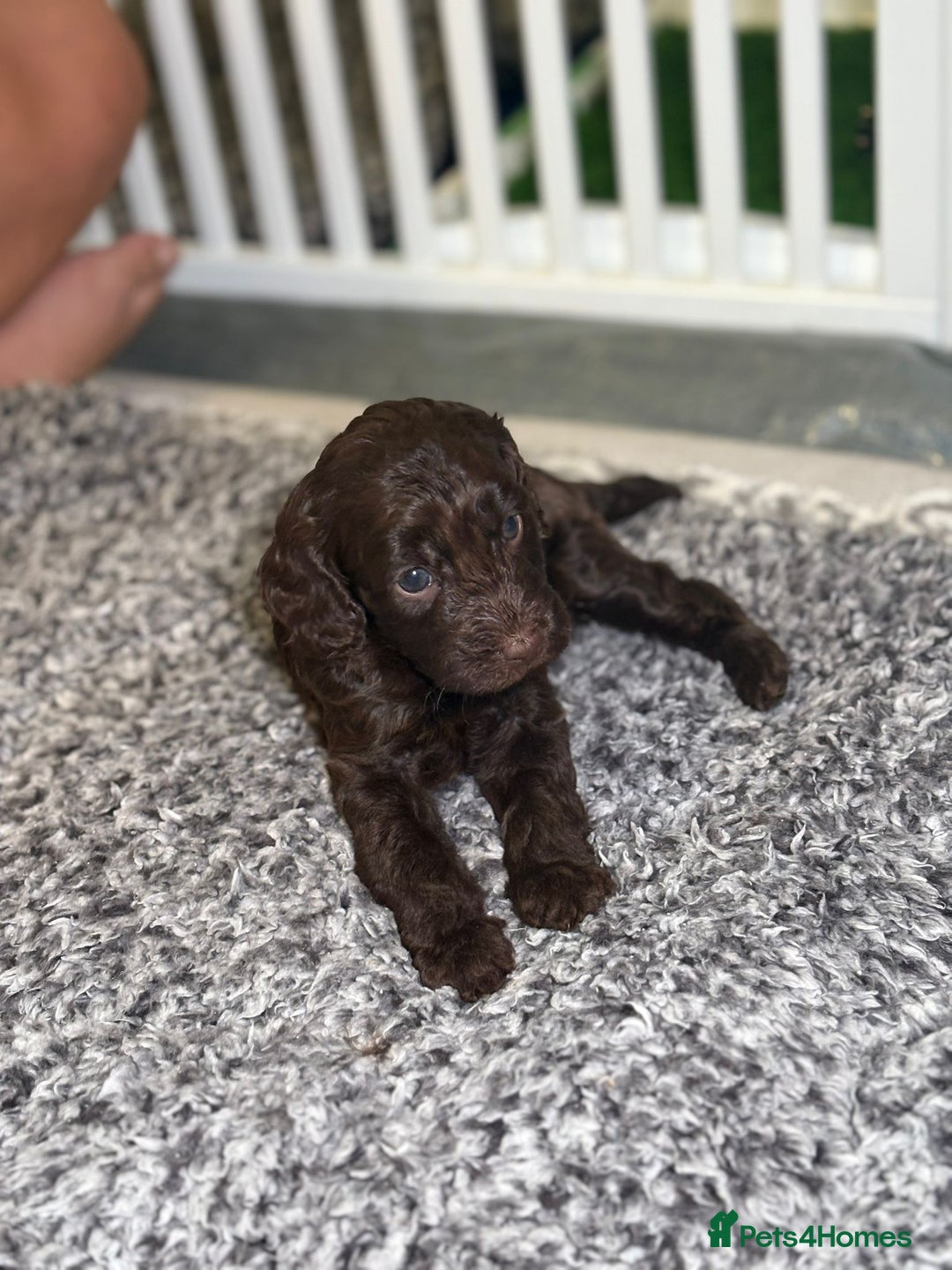 Cockapoo dogs for sale: Ready to leave Minature F1 PRA clear cockapoo pups - Image 18