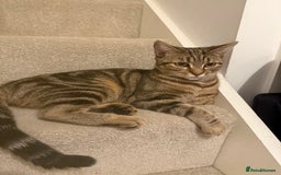 Bengal cats for sale: Cute bengal mixed British shorthair kitten  - Advert 4