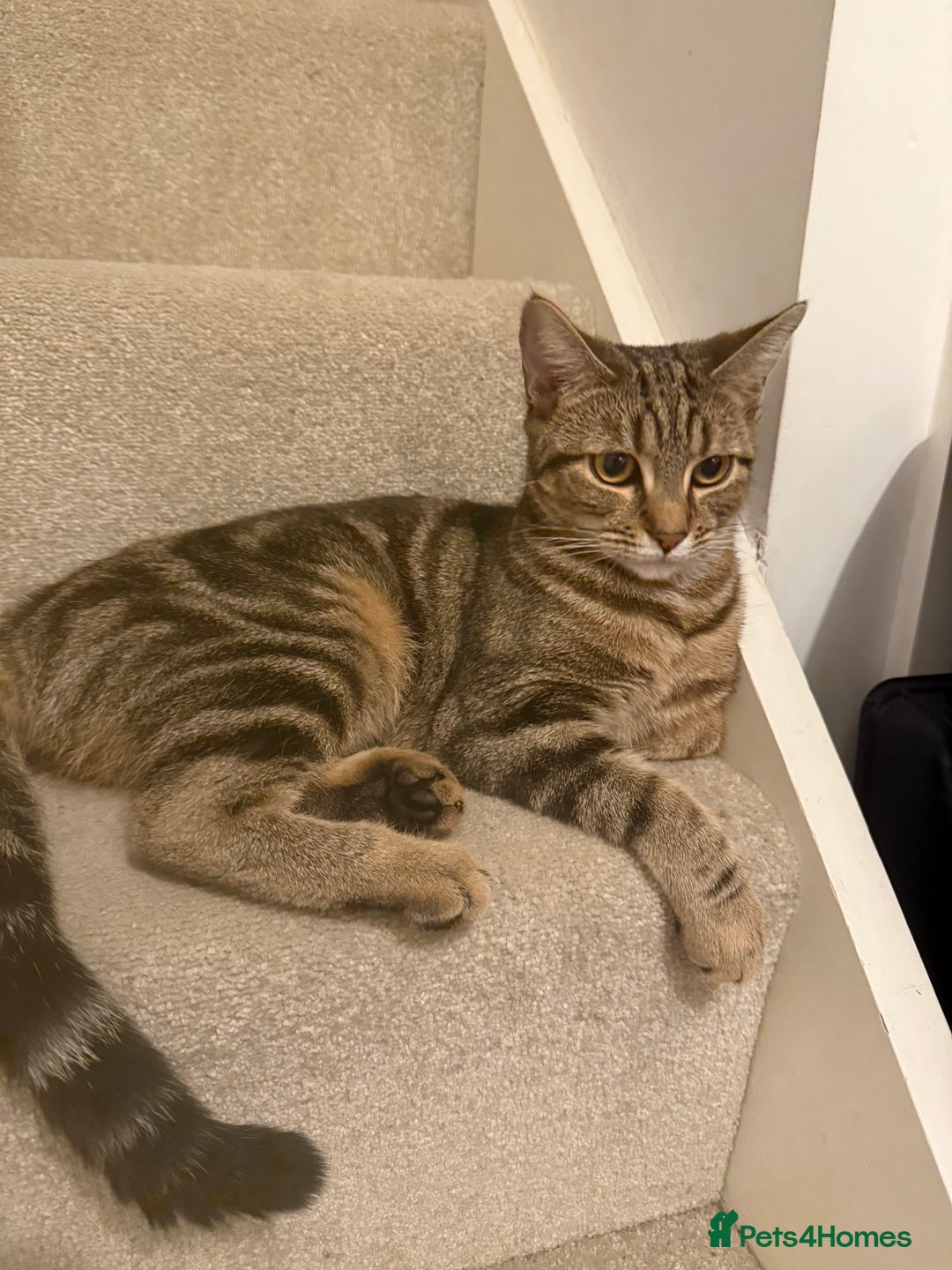 Bengal cats for sale: Cute bengal mixed British shorthair kitten  - Advert 4