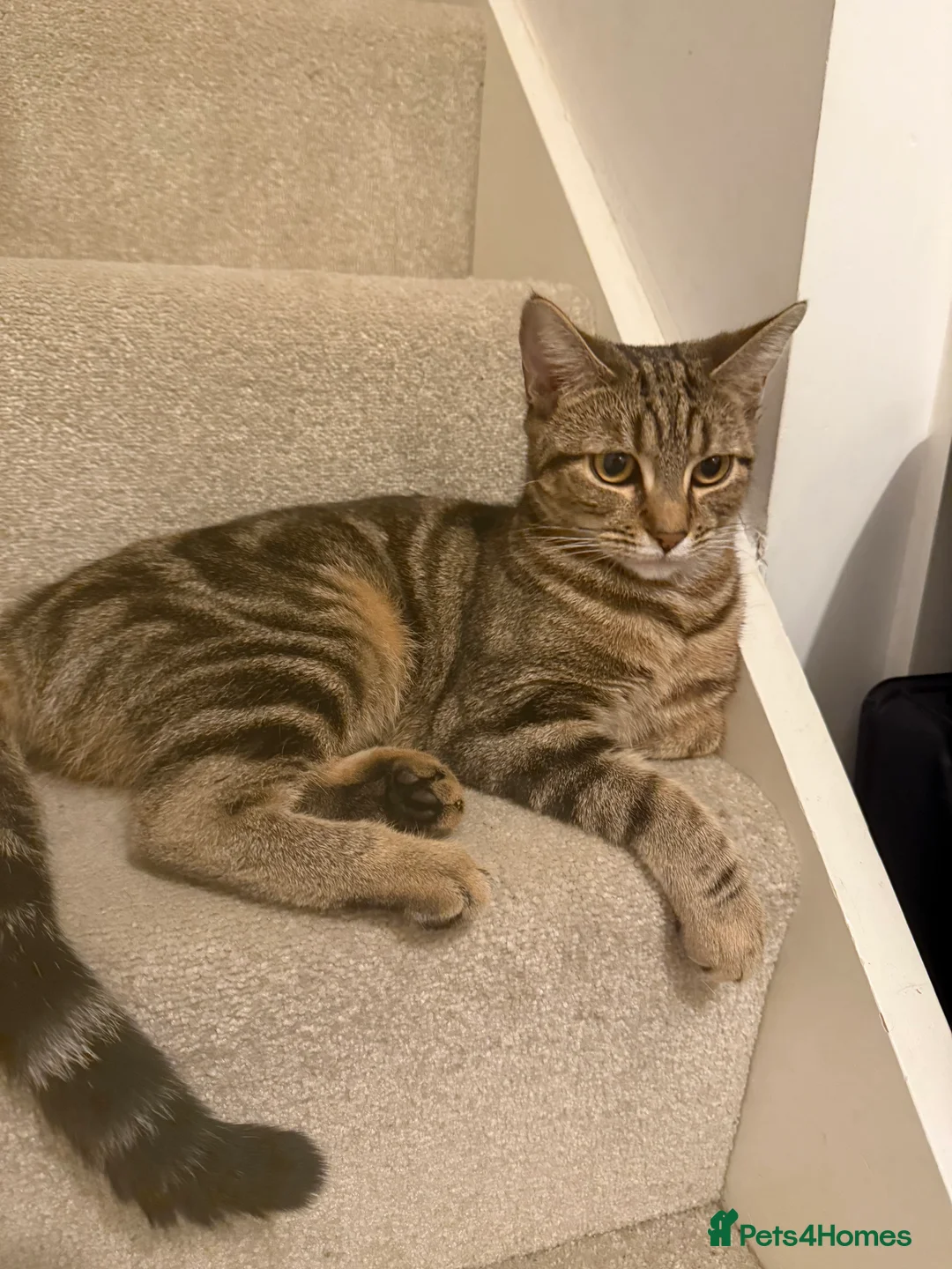 Bengal cats for sale: Cute bengal mixed British shorthair kitten  - Advert 4