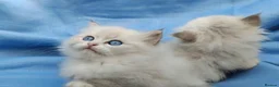 Siberian cats for sale: Pure Siberian Kittens For Sale  - Advert 14