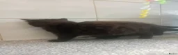 Mixed Breed cats for sale: 2 Male fluffy brown kittens left  - Advert 7