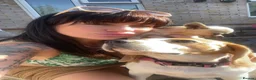 Mixed Breed dogs for sale: Looking to rehome together  in Southampton - Advert 5