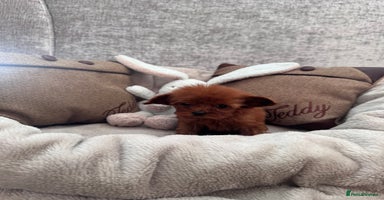 Cavapoo dogs - Advert 5