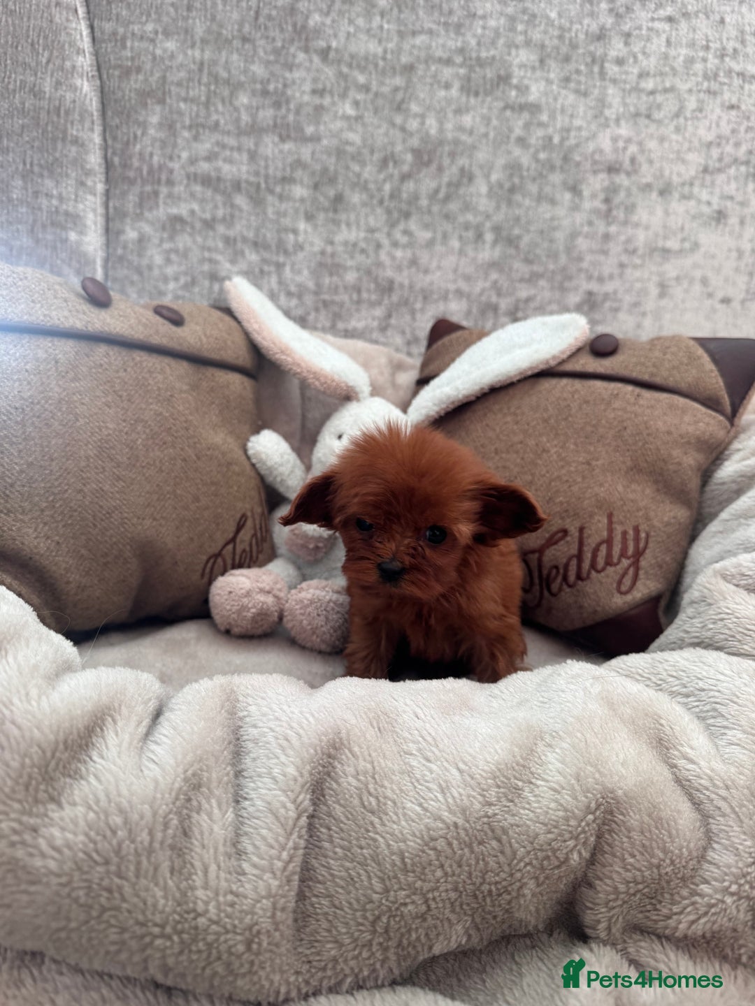 Cavapoo dogs for sale: STANLEY 🎀 - Image 7