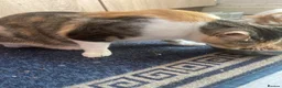 Mixed Breed cats for sale: The kittens are waiting for their friends. - Advert 6