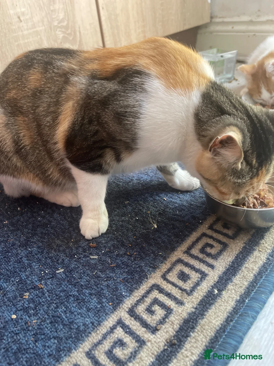 Mixed Breed cats for sale: The kittens are waiting for their friends. - Advert 6