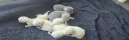 Mixed Breed cats for sale: Ragdoll/Siberian mix kittens - Advert 9