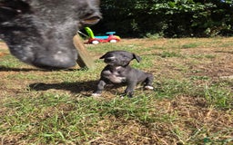 Whippet dogs for sale: 2 stunning purebred whippet ladies - Image 4