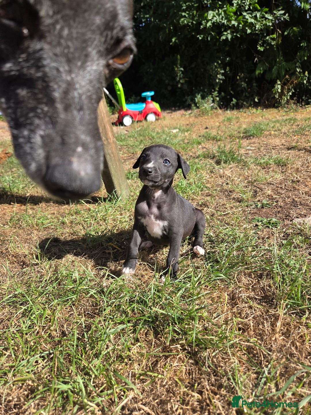 Whippet dogs for sale: 2 stunning purebred whippet ladies - Image 4
