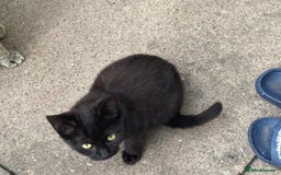York Chocolate cats for sale: York Choclate Male and female kitten  - Image 2