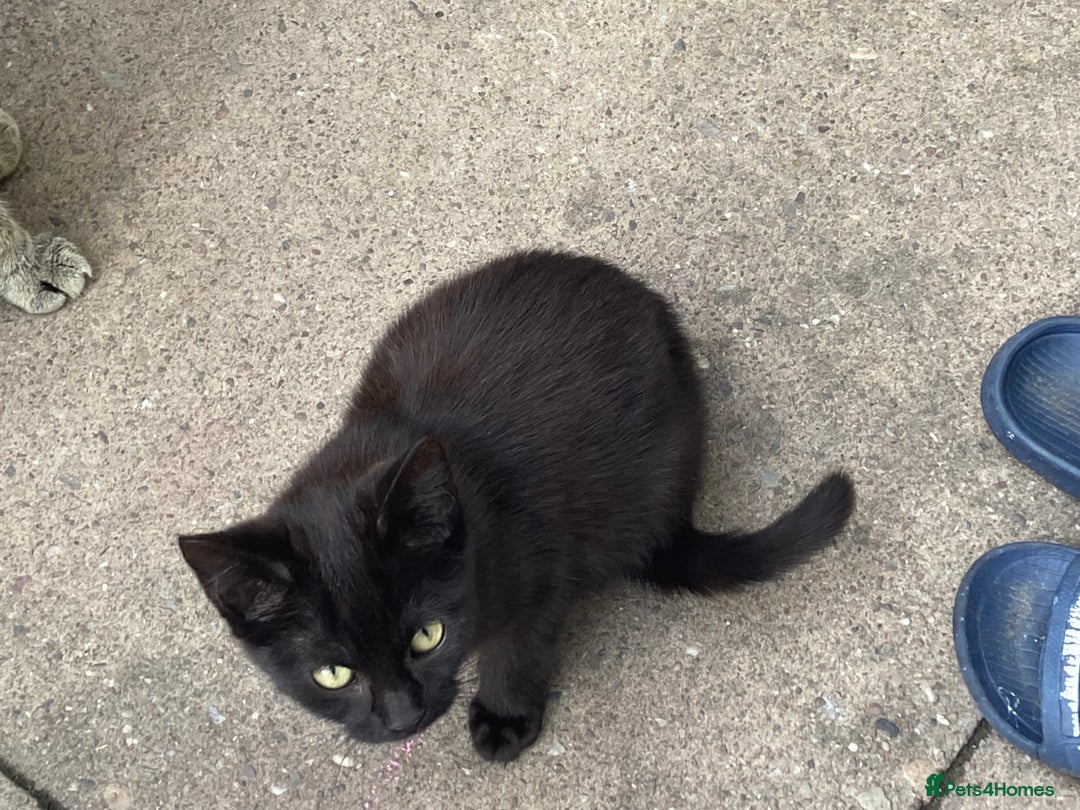 York Chocolate cats for sale: York Choclate Male and female kitten  - Image 2