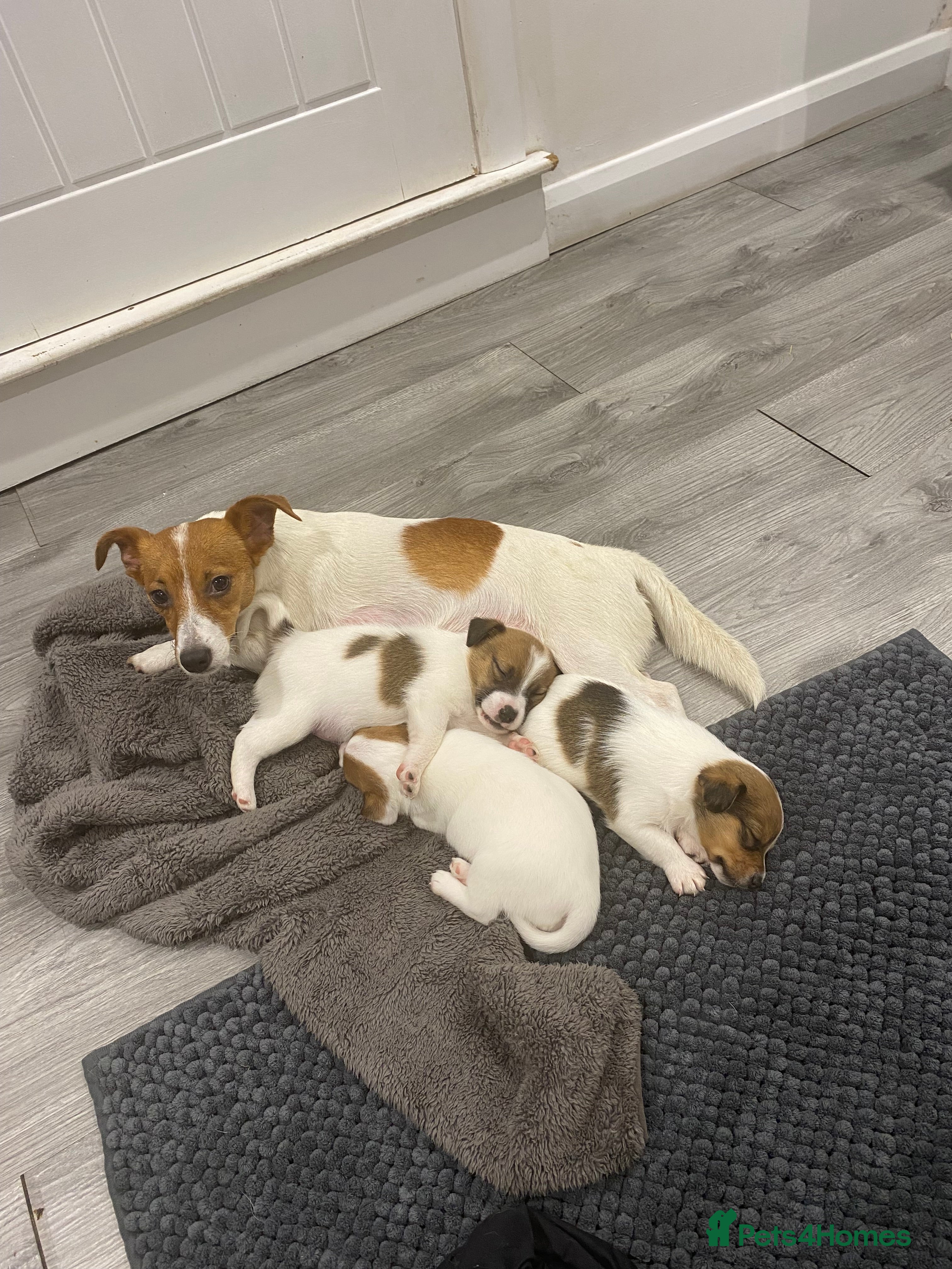 Jack Russell dogs 3 gorgeous jack Russell boys  - Advert 1