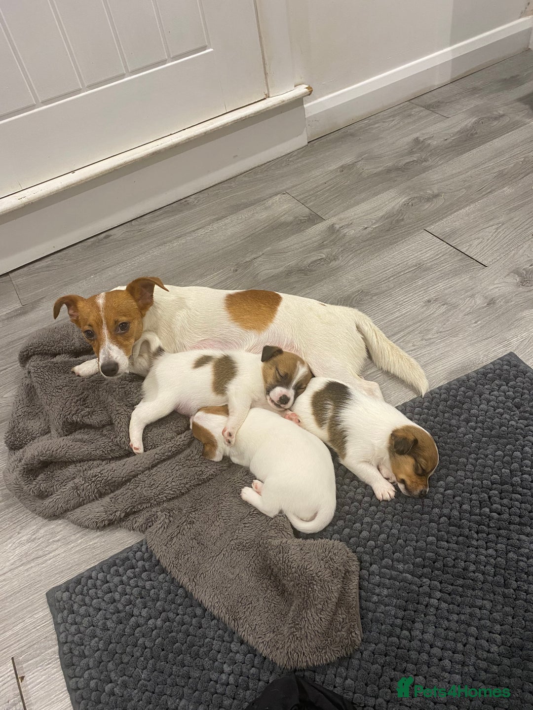 Jack Russell dogs for sale: 3 gorgeous jack Russell boys  - Advert 1