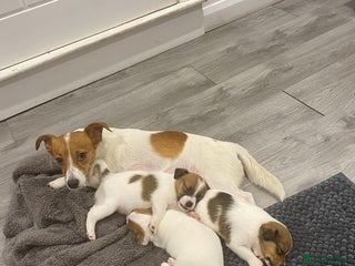 Jack Russell dogs 3 gorgeous jack Russell boys - Advert 1