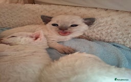 Devon Rex cats for sale: 🌸 Wonderful Devon Rex Kittens Raised with Love 🌸 - Image 15