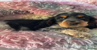 Cocker Spaniel dogs Champion Bloodlines KC Reg Show Cocker Spaniels - Advert 4