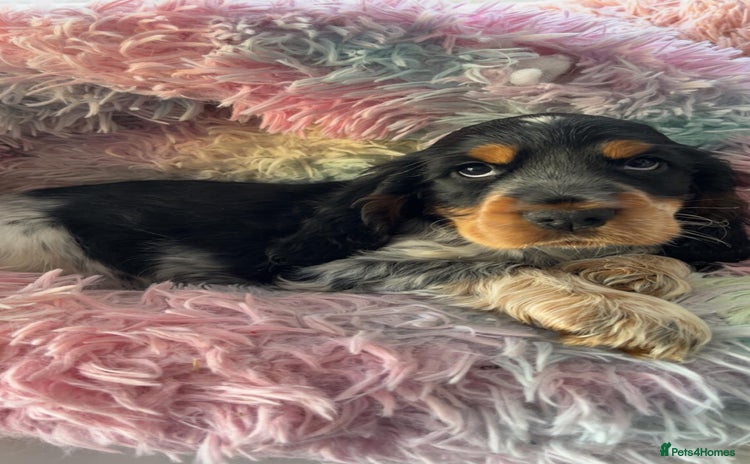 Cocker Spaniel dogs Quality KC Reg Show Cocker Spaniels - Advert 2