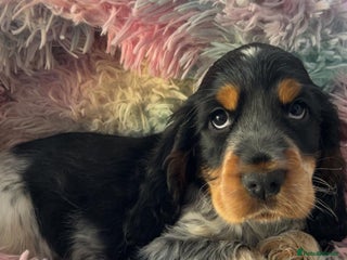 Cocker Spaniel dogs Quality KC Reg Show Cocker Spaniels - Advert 6