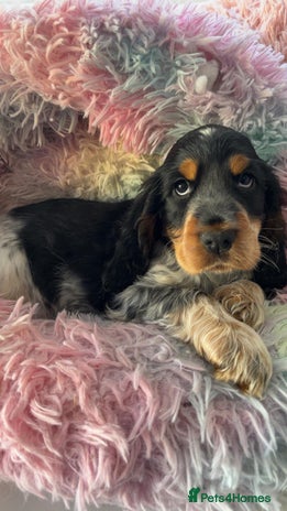 Cocker Spaniel dogs Quality KC Reg Show Cocker Spaniels - Advert 2