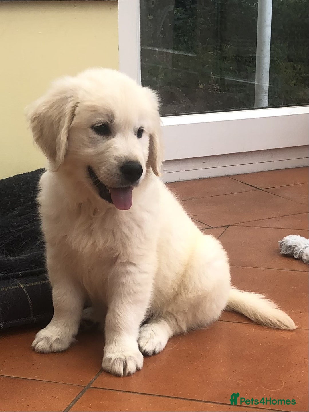 Golden Retriever dogs for sale: Home bred Chunky cream Goldie pups - Image 17