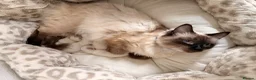 Ragdoll cats for sale: 🌸Fantastic 4 Ragdoll 🌸 Full of LoVe 🌸 - Advert 10