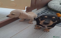 Dachshund dogs for sale: Miniature dachshund girls, cream & black and cream - Image 11
