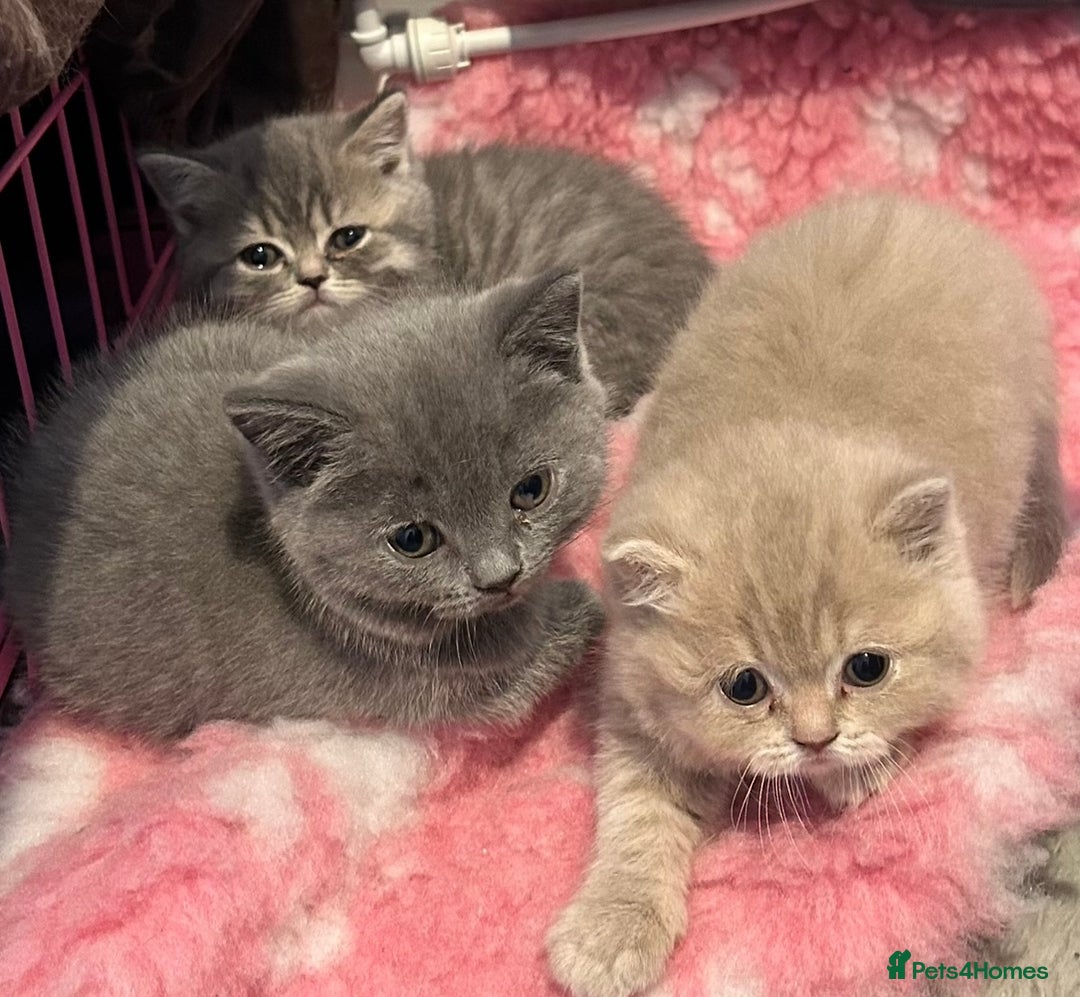 British Shorthair cats for sale: Beautiful British Shorthair kittens  - Advert 1