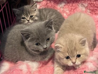 British Shorthair cats Beautiful British Shorthair kittens - Advert 4