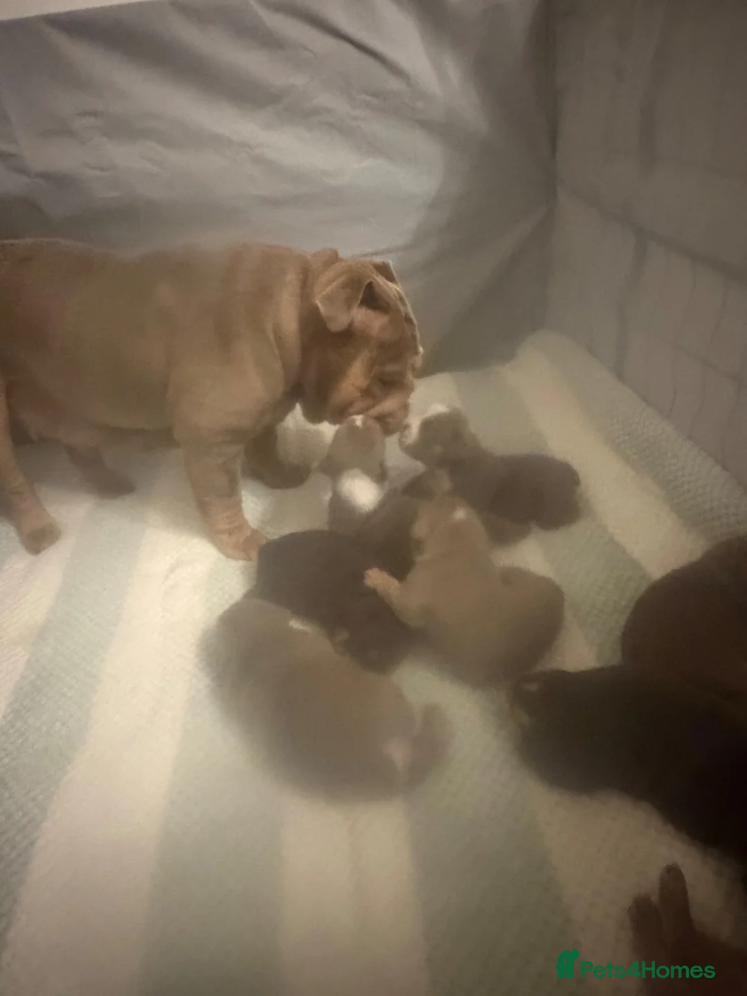 English Bulldog dogs for sale: English Bulldog puppies - Advert 2