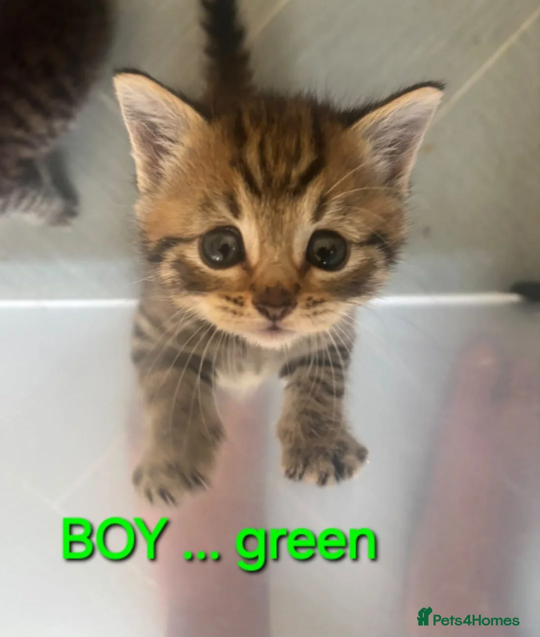 Mixed Breed cats for sale: 4 beautiful kittens - Advert 9