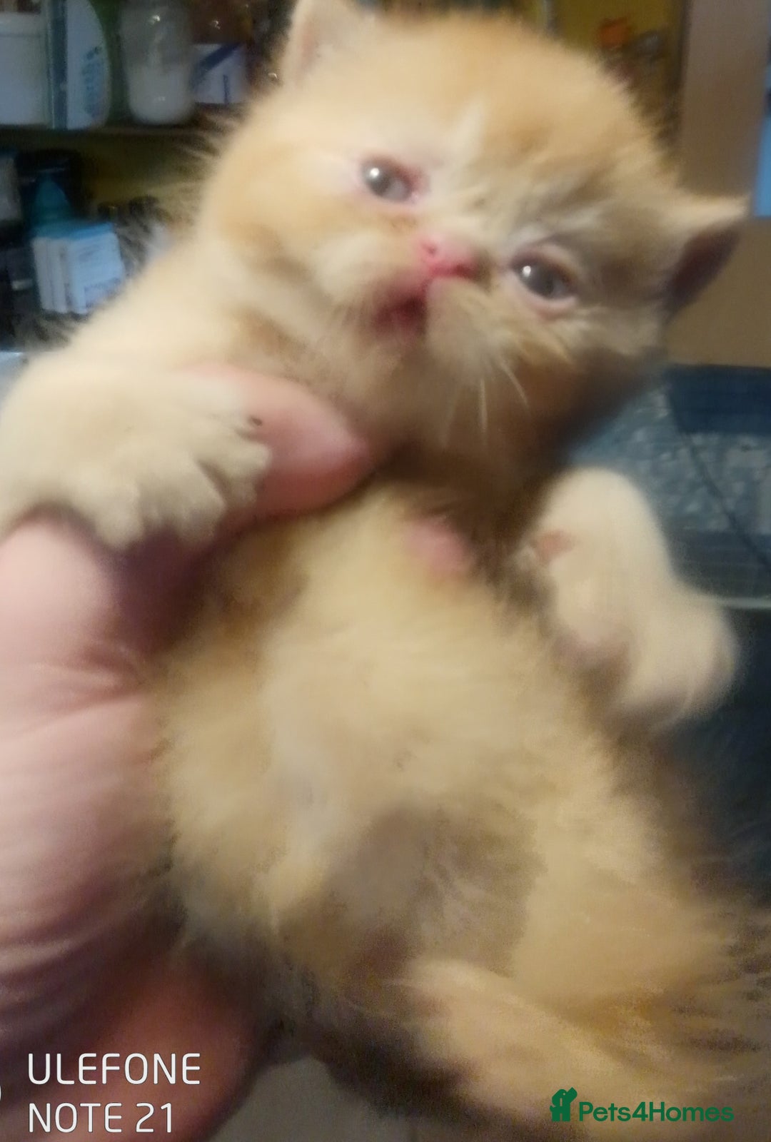 Exotic cats for sale:  Exotic British shorthair  - Image 6