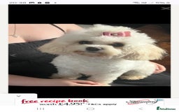 Cavapoochon dogs for sale: Top quality cavapoochons - Image 12