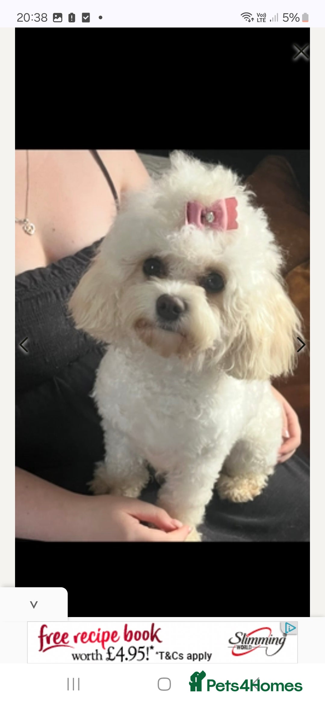 Cavapoochon dogs for sale: Top quality cavapoochons - Image 12