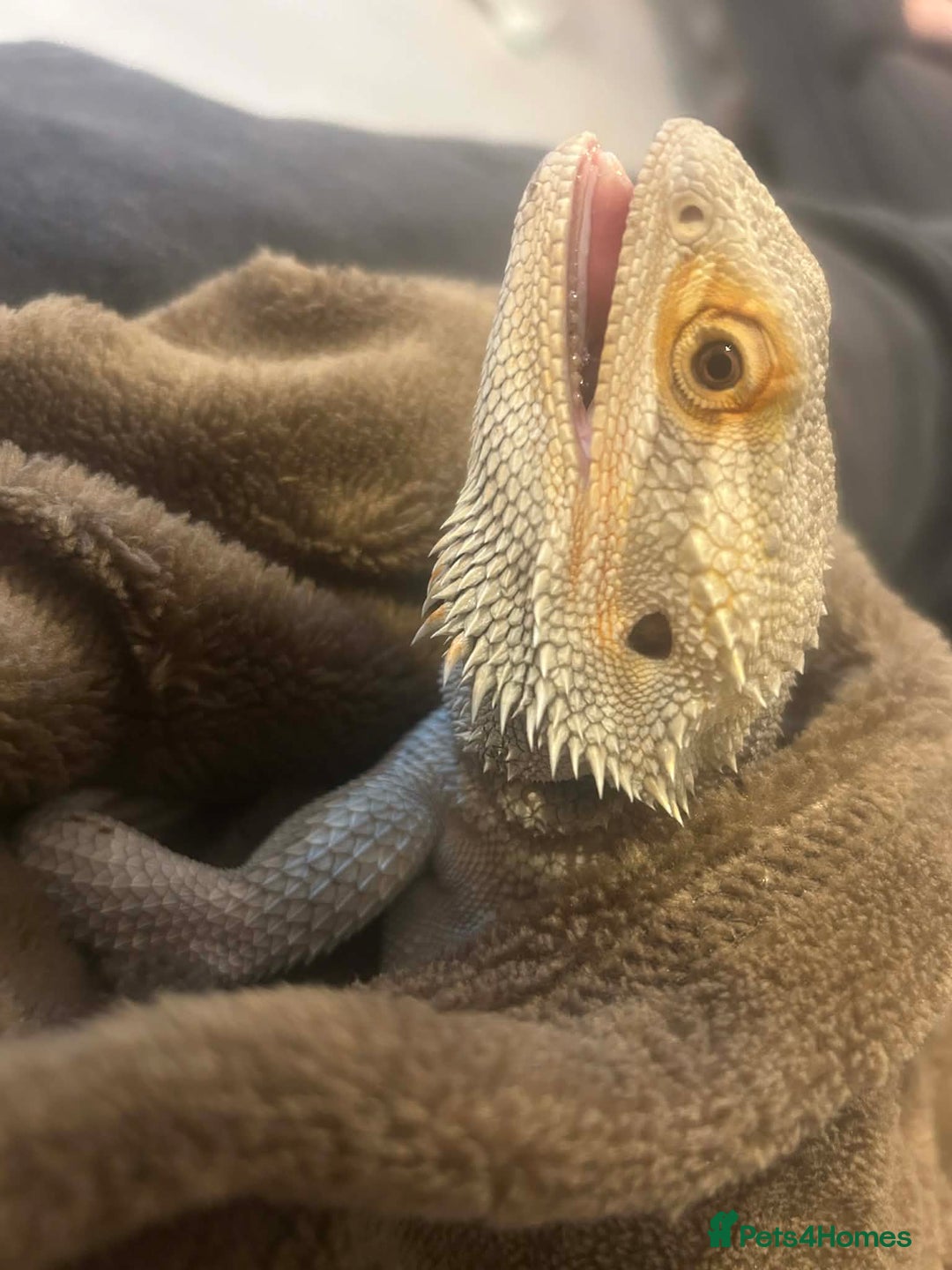 Bearded Dragon reptiles for sale: Female Bearded Dragon - Advert 5