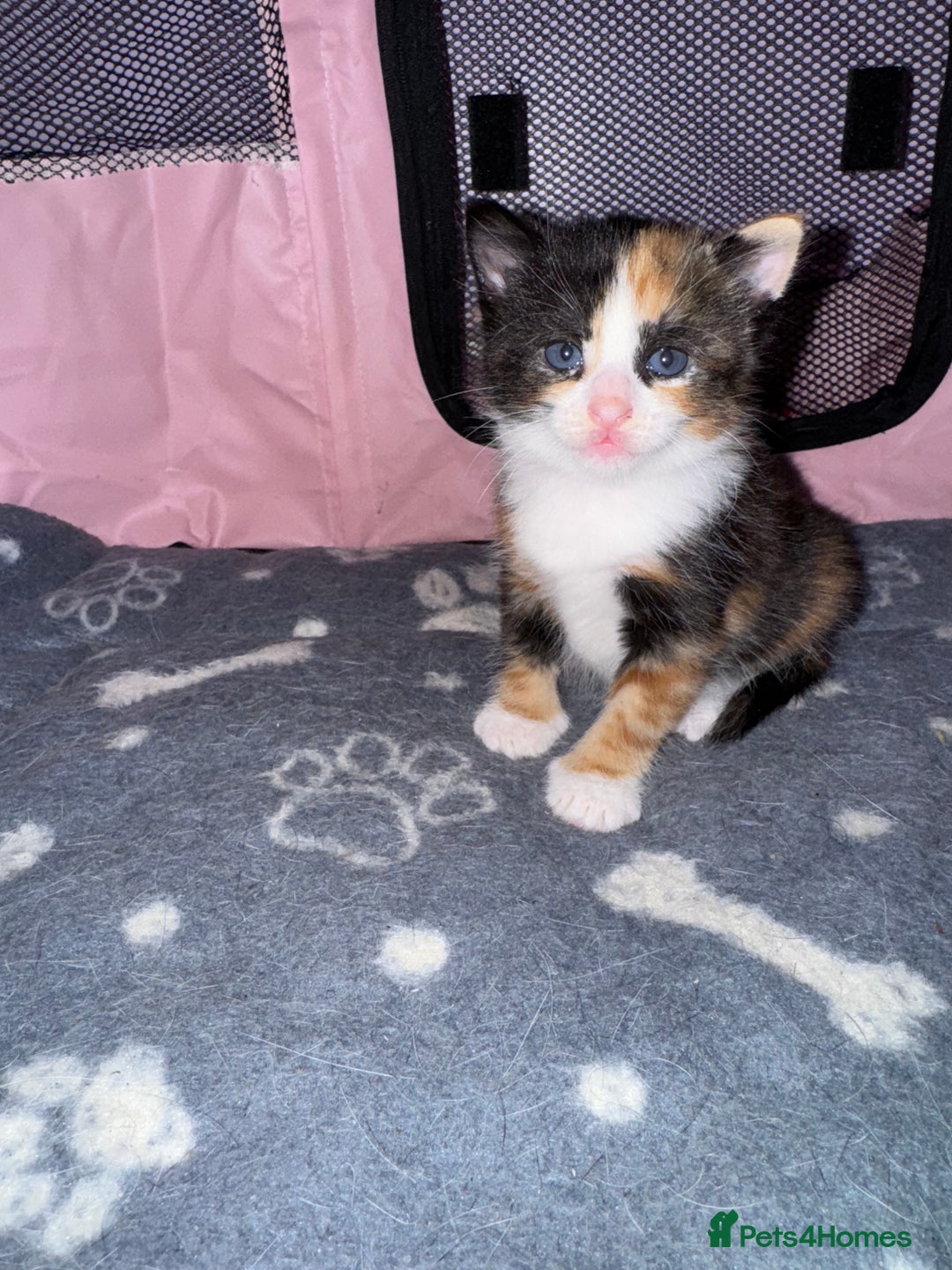 Mixed Breed cats for sale:  Beautiful tortoise shell half maincoon kittens  - Advert 3