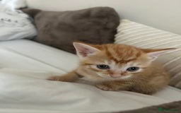 Mixed Breed cats for sale: Beautiful Kittens for sale - Image 4