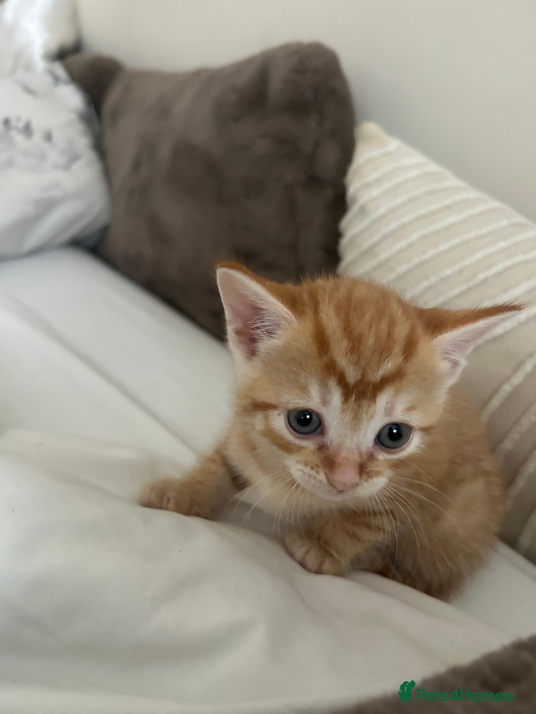 Mixed Breed cats for sale: Beautiful Kittens for sale - Image 4