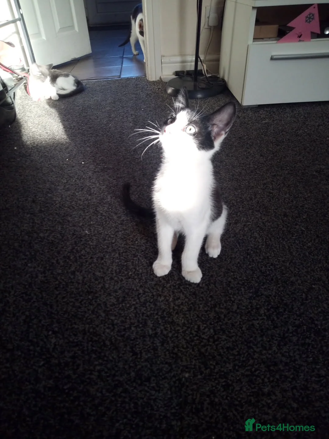 Mixed Breed cats for sale: Kittens in Wakefield - Advert 2