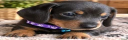 Miniature Dachshund dogs for sale: Gorgeous Miniature Sausages 💖  - Advert 5