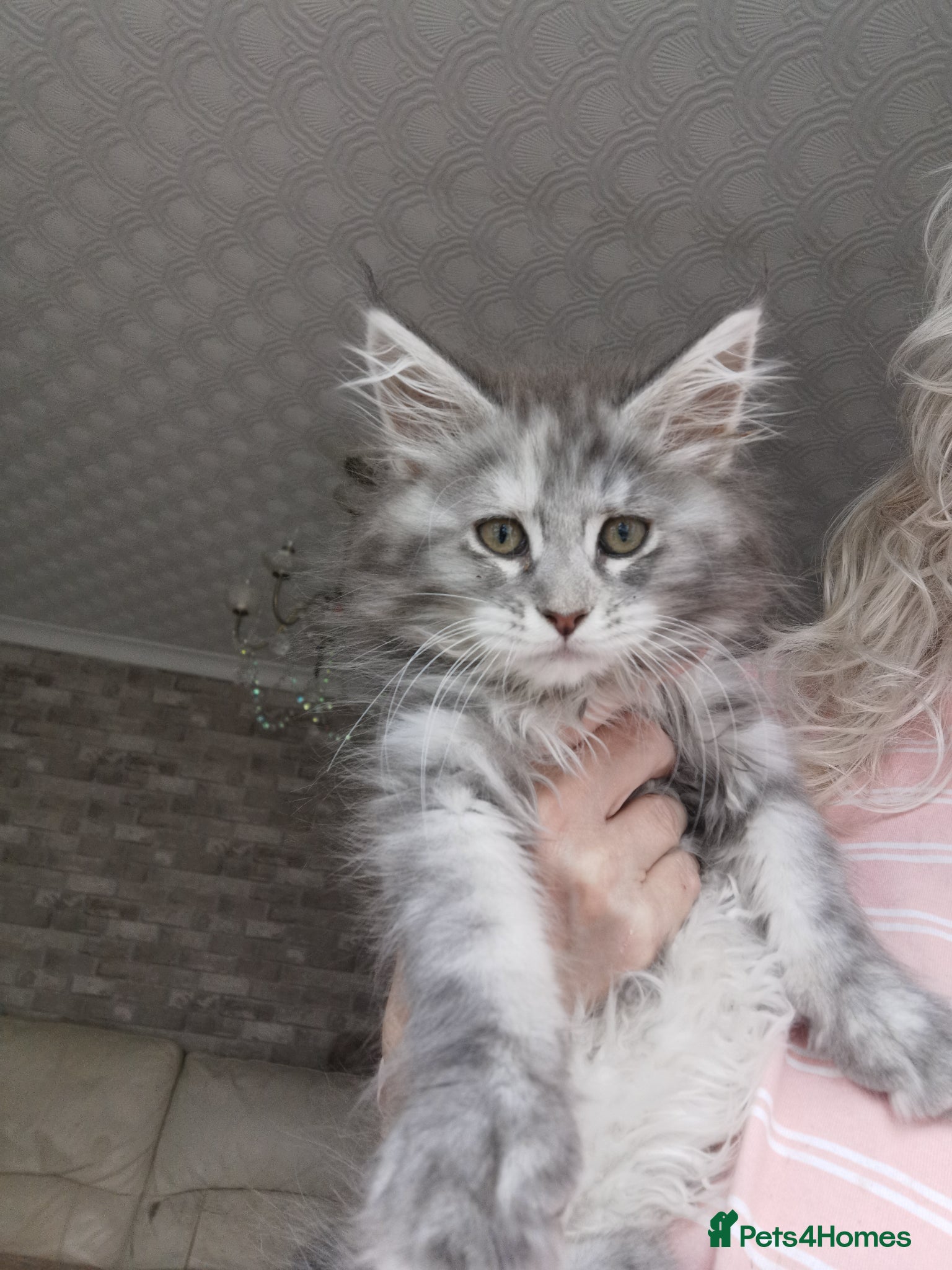 Maine Coon cats Chunky Maine Coon kittens available for sale  - Advert 3