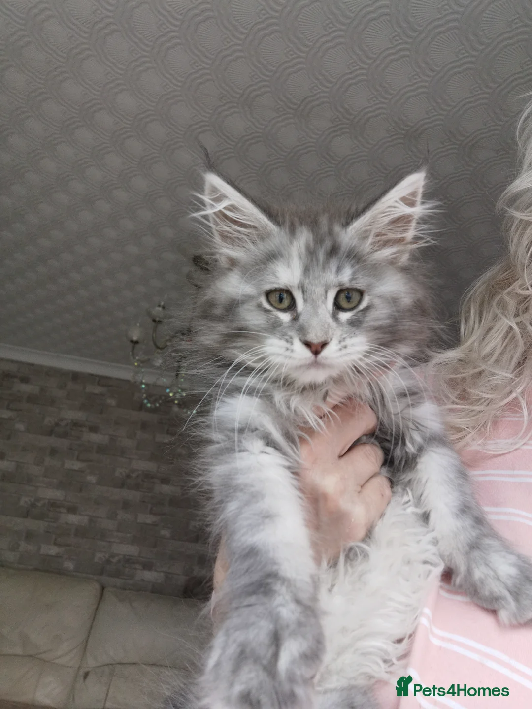 Maine Coon cats for sale: Chunky Maine Coon kittens available for sale  - Advert 1