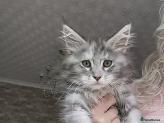 Maine Coon cats Chunky Maine Coon kittens available for sale - Advert 6