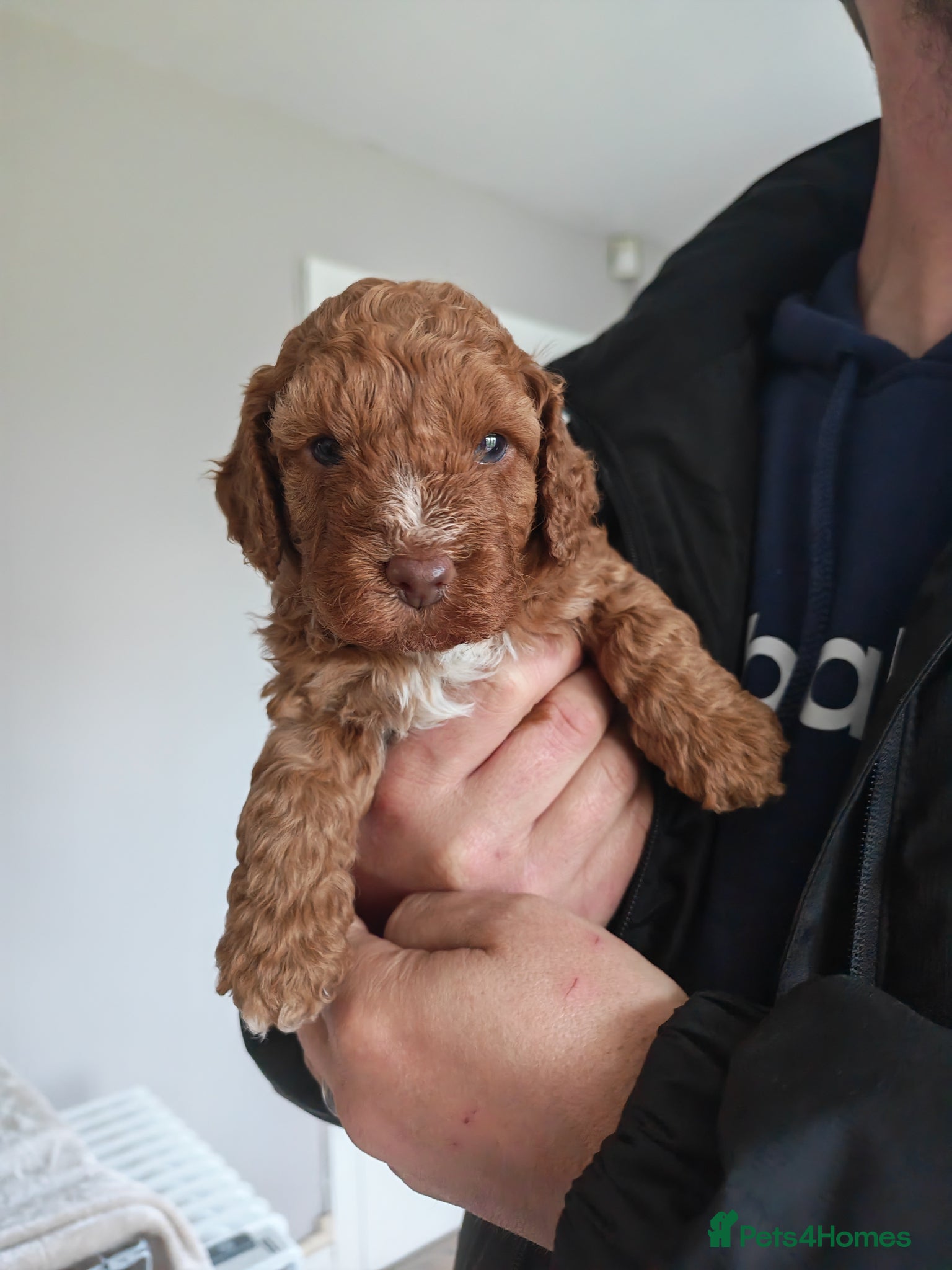 Cockapoo dogs Beautiful first litter of cockapoos  - Advert 12