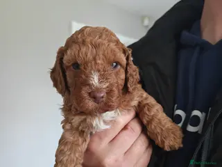 Cockapoo dogs Beautiful first litter of cockapoos - Advert 12